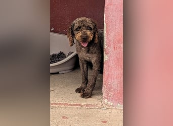 Traumtyp KEANU sucht seine Menschen