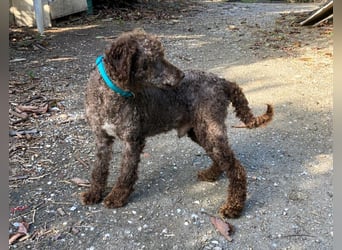 Kenzo sucht echte Kenner