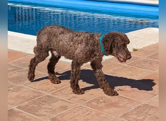 Kenzo sucht echte Kenner