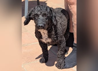 Keisha sucht liebevolle Rassekenner