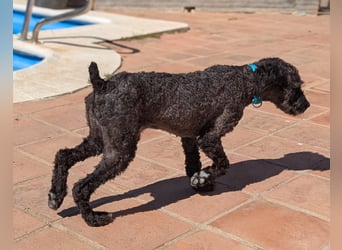 Kasper sucht erfahrene Menschen