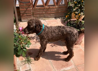 Kenzo sucht echte Kenner