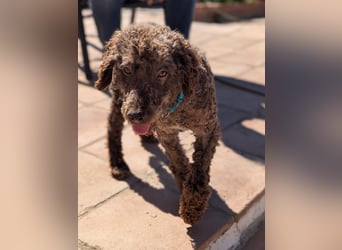 Kenzo sucht echte Kenner