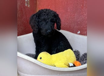 KANO möchte ankommen