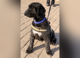 Sanftmütige VENUS sucht liebevolles Zuhause!