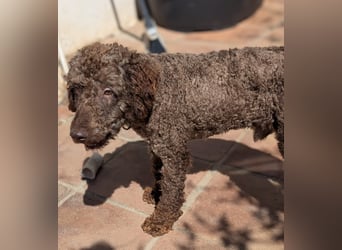 Kenzo sucht echte Kenner