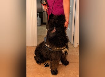 Sanftmütige VENUS sucht liebevolles Zuhause!