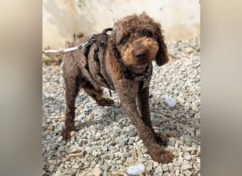 Edler KASHMIR sucht sein Körbchen