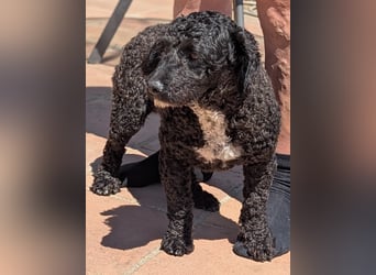 Keisha sucht liebevolle Rassekenner