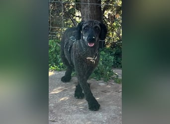 KRÜMEL sucht Rassekenner mit Herz