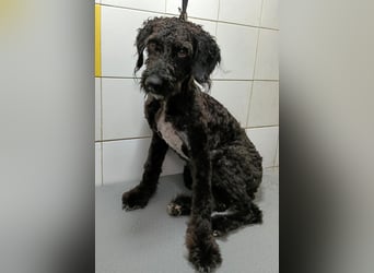 Koby sucht erfahrene Rasseliebhaber