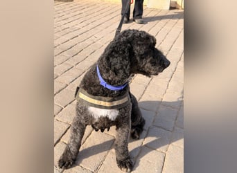 Sanftmütige VENUS sucht liebevolles Zuhause!