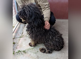 Sanftmütige VENUS sucht liebevolles Zuhause!