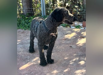 KRÜMEL sucht Rassekenner mit Herz