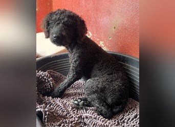 KANO möchte ankommen