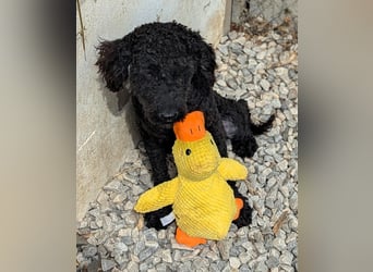 KANO möchte ankommen