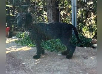 KRÜMEL sucht Rassekenner mit Herz