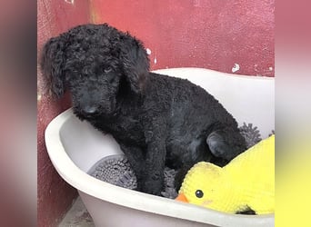 KANO möchte ankommen