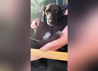 KOBY sucht erfahrene Rasseliebhaber