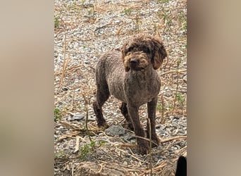 Traumtyp KEANU sucht seine Menschen