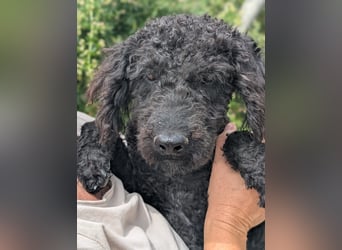 KANO möchte ankommen