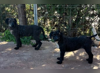 KRÜMEL sucht Rassekenner mit Herz