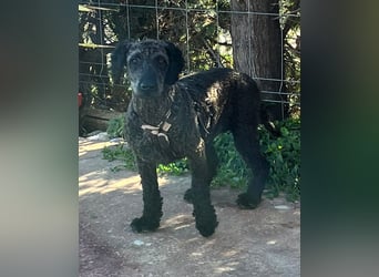 KRÜMEL sucht Rassekenner mit Herz