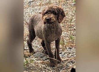 Edler KASHMIR sucht sein Körbchen