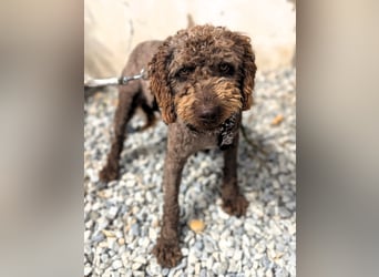 Edler KASHMIR sucht sein Körbchen