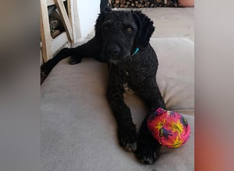 KOBY sucht erfahrene Rasseliebhaber