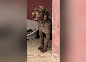 Traumtyp KEANU sucht seine Menschen