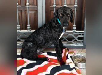 Koby sucht erfahrene Rasseliebhaber