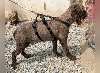 Edler KASHMIR sucht sein Körbchen