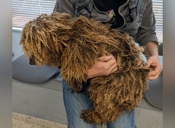 Edler KASHMIR sucht sein Körbchen