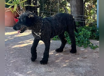 KRÜMEL sucht Rassekenner mit Herz