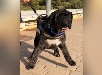 Sanftmütige VENUS sucht liebevolles Zuhause!