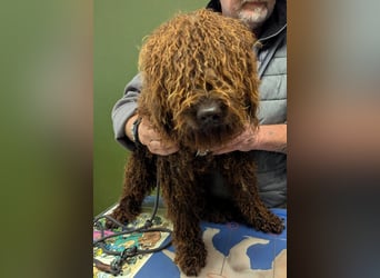 Traumtyp KEANU sucht seine Menschen