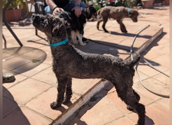 Kasper sucht erfahrene Menschen