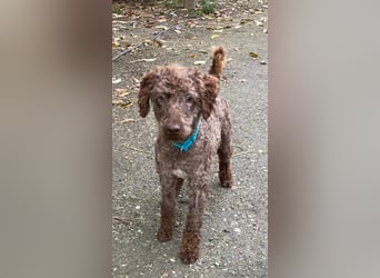 KENZO sucht echte Kenner