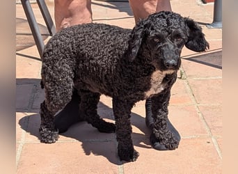 KEISHA sucht liebevolle Rassekenner
