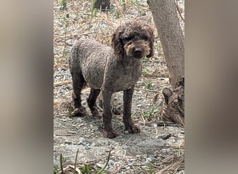 Traumtyp KEANU sucht seine Menschen