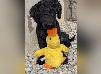 KANO möchte ankommen