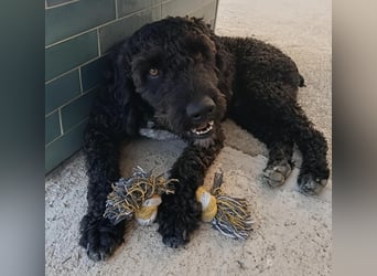 KOBY sucht erfahrene Rasseliebhaber