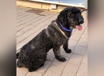 Sanftmütige VENUS sucht liebevolles Zuhause!