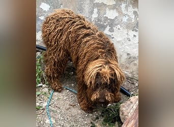 Kenzo sucht echte Kenner