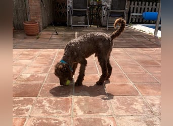 Kenzo sucht echte Kenner