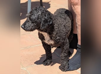 KEISHA sucht liebevolle Rassekenner