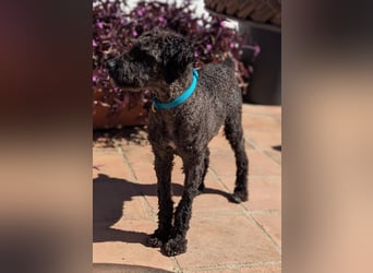 Kasper sucht erfahrene Menschen