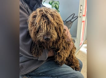 Edler KASHMIR sucht sein Körbchen