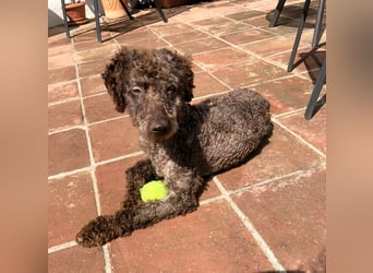 Kenzo sucht echte Kenner